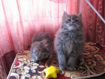 Описание пород кошек сибирская голубая с фото thumbnail