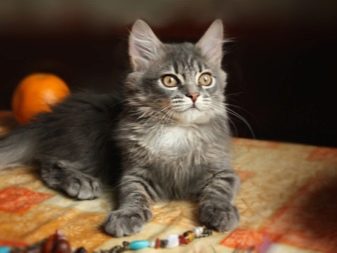 Описание пород кошек сибирская голубая с фото