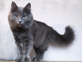Кошки породы сибирская голубая фото