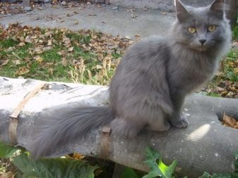 Сибирская порода кошек голубой окрас