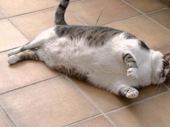Сколько грамм еды кошке в день