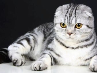 Сколько времени живут шотландские вислоухие кошки