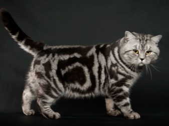 Клички кошки британской породы