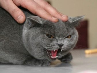 Стерилизация кошки британской породы
