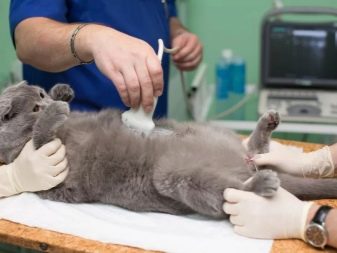 Во сколько стерилизуют кошку британскую
