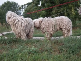 Собака породы венгерская овчарка