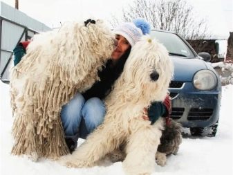 Собака породы венгерская овчарка