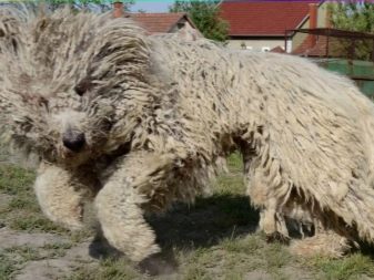 Собака породы венгерская овчарка