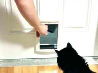 Дверь для кошки какую выбрать