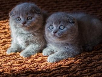Порода вислоухих кошек шотландских серых
