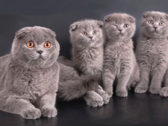 Порода вислоухих кошек шотландских серых