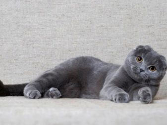 Вислоухие кошки породы серый окрас