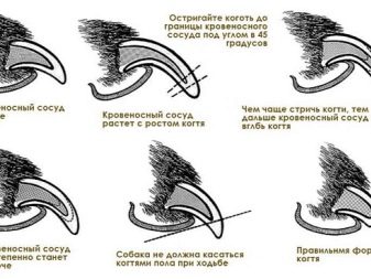 Все о собаках породы шарпей черные