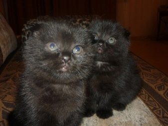 Шотландская порода вислоухих черных кошек