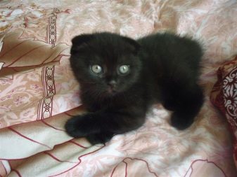 Черная вислоухая кошка какая порода