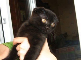 Кошки шотландской породы вислоухие черные thumbnail