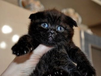 Кошки шотландской породы вислоухие черные