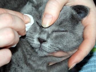Кошка порода шотландская серый thumbnail