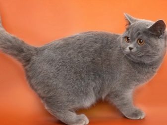 Кошка порода шотландская серый