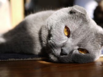 Кошка порода шотландская серый
