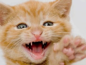 Какие зубы бывают у кошек