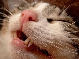 Какие зубы у кошек фото