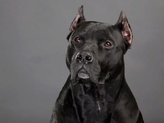Порода собак стафф черный фото