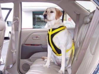 Как перевезти собаку в машине