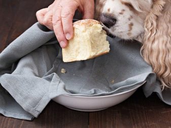Можно ли давать черный хлеб собаки при поносе