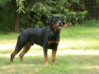 Немецкие породы собак средних размеров