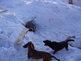 Породы собак охотничьих норных и название