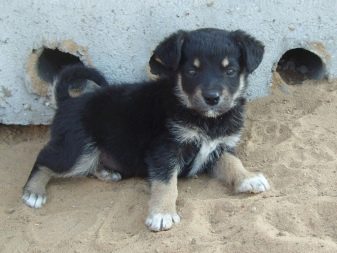 Какие породы собак не пахнут список