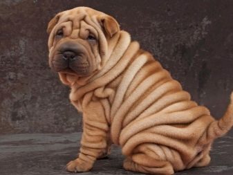 Порода собаки с большой кожей