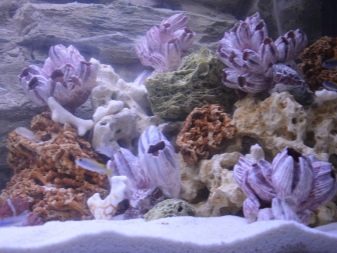 Ракушечник в аквариуме польза или вред