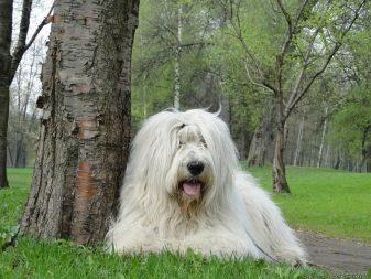 Породы всех собак в россии с названиями и фото