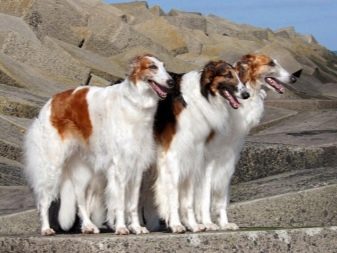 Породы всех собак в россии с названиями и фото thumbnail