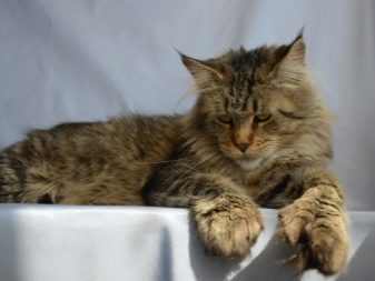 Порода кошек с пальцами