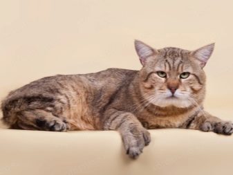 Кошка с 6 пальцами порода фото