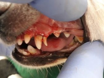 Прорезывание молочные зубы у щенка