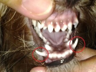 Когда и как меняются молочные зубы у щенков
