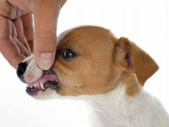 Прорезывание молочные зубы у щенка thumbnail