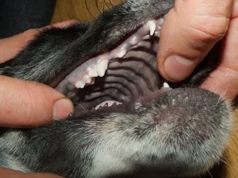 Когда меняются молочные зубы на постоянные у щенков