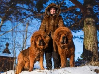 Все о породе собаки медведь