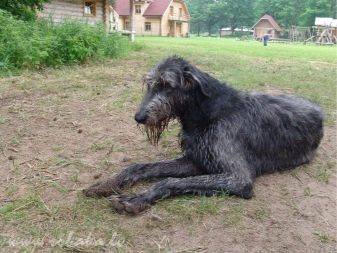 Собака с усами и бровями