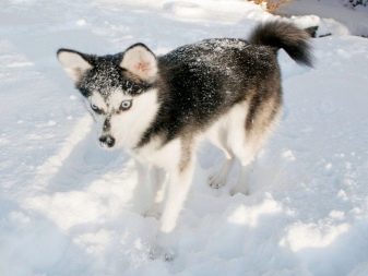 Собаки для квартиры породы среднего размера