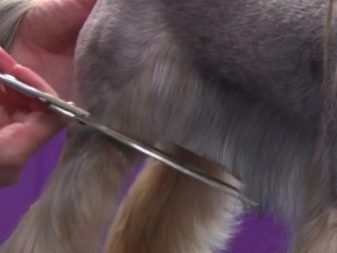 Как правильно подстричь брови цвергшнауцеру