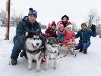 Собаки породы хаски содержание и уход