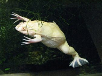 Белые лягушки в аквариуме содержание и болезни thumbnail