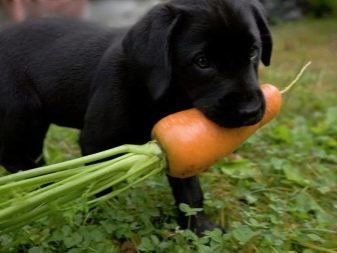 Прикорм щенков какие продукты