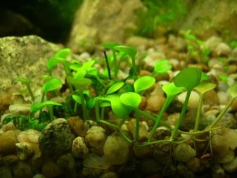 Как выращивать аквариумные растения из семян дома?
